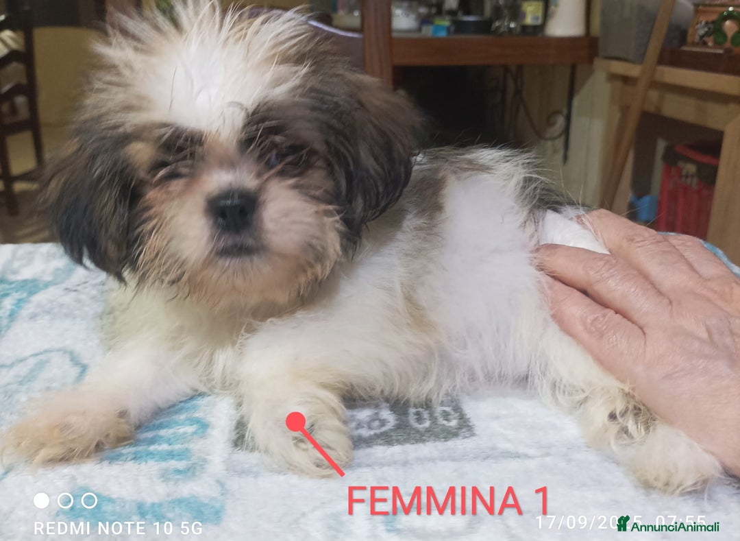 Shih Tzu cani in vendita: Cuccioli di shitzu  - Annuncio 3