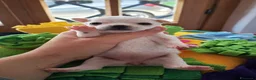 Chihuahua cani in vendita: Allevamento riconosciuto ENCI  a Provincia di Pescara - Annuncio 5