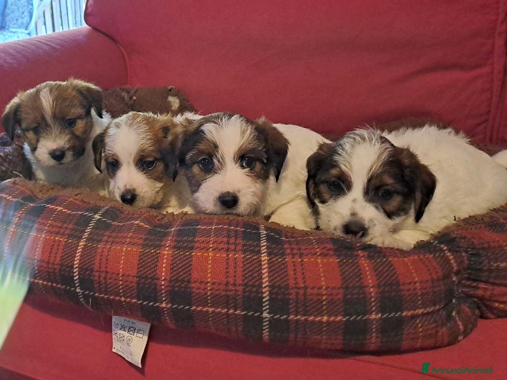 Jack Russell cani Cuccioli Jack Russell ruvido - Annuncio 2
