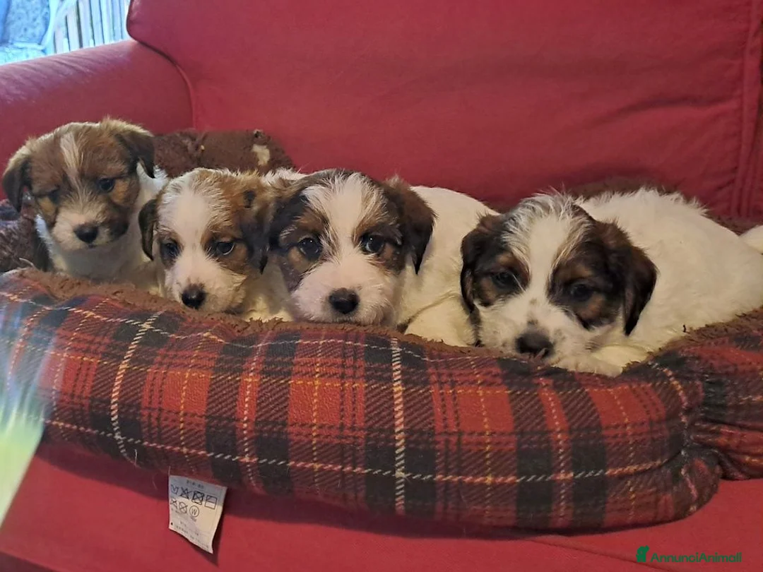 Jack Russell cani in vendita: Cuccioli Jack Russell ruvido - Annuncio 2