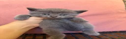 Scottish gatti in vendita: Gattini scottish - Annuncio 5
