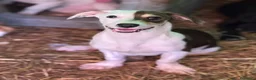 Meticcio cani in regalo: FAN, tenero cucciolo ZAMPACORTA! tg PICCOLA - Annuncio 3