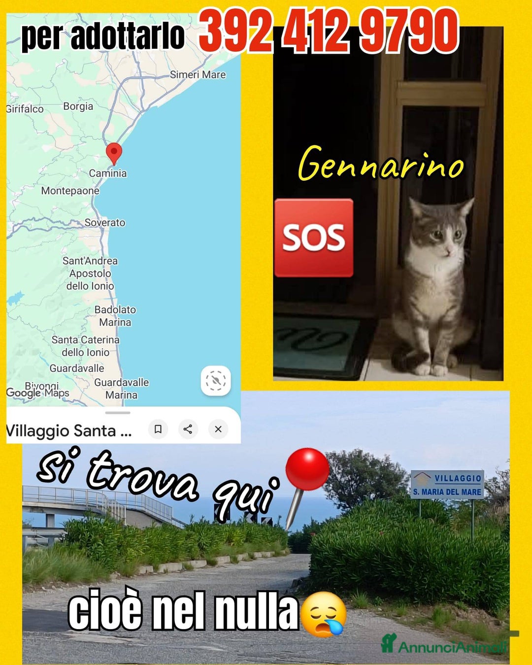 Europeo gatti in regalo: Urgentissimo  Gennarino - Annuncio 2