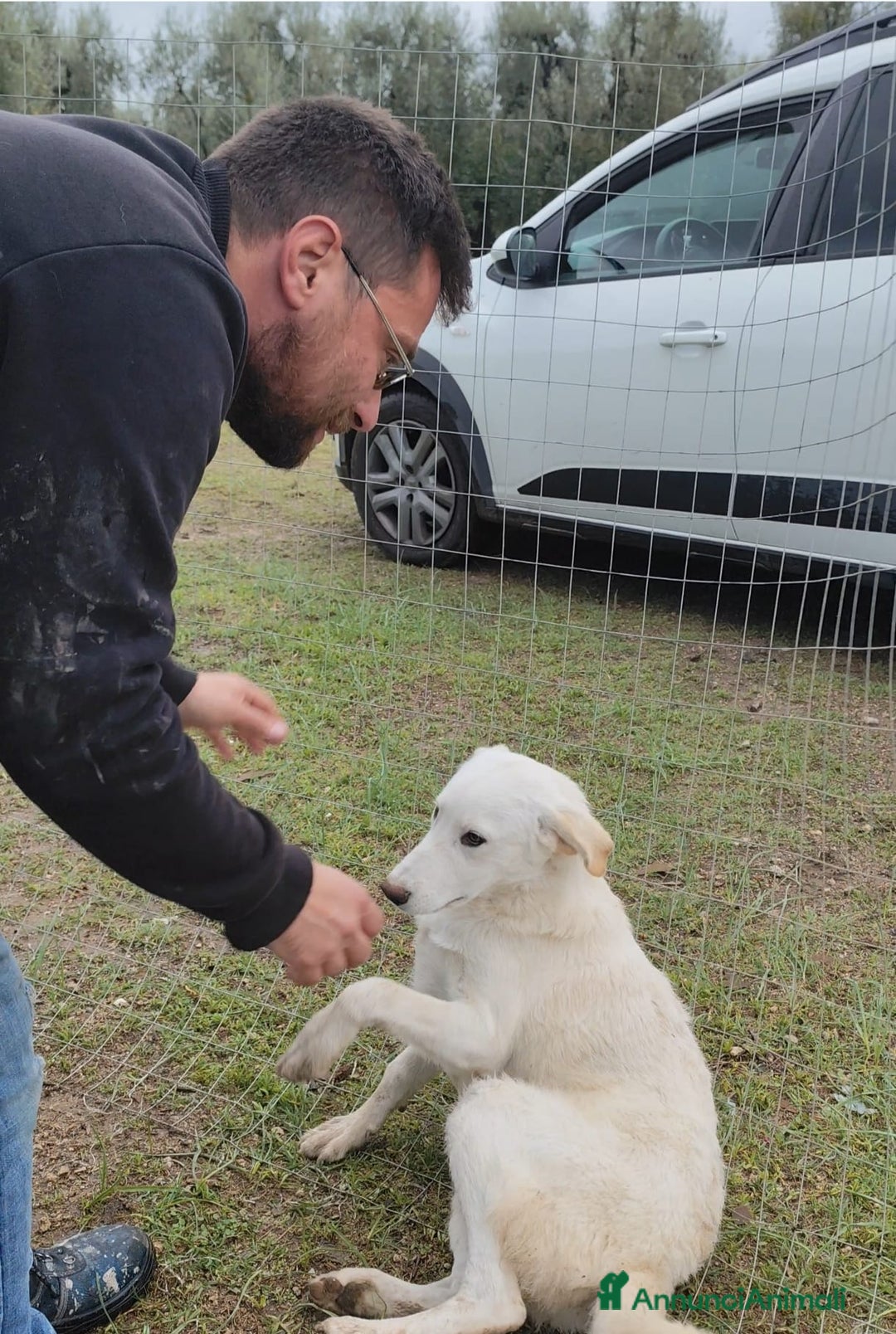Altre razze cani in regalo: Miele - 8 Mesi - Dolce, Socievole - Annuncio 14