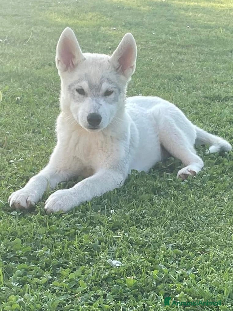 Husky cani Cuccioli Siberian Husky alta genealogia  - Annuncio 19