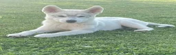 Husky cani in vendita: Cuccioli Siberian Husky alta genealogia  - Annuncio 1