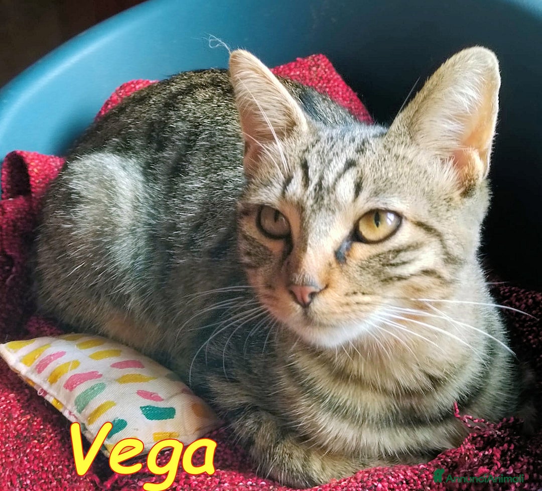 Europeo gatti in regalo: DOLCISSIMA TIGRATINA DI POCHI MESI a Città metropolitana di Roma Capitale - Annuncio 3