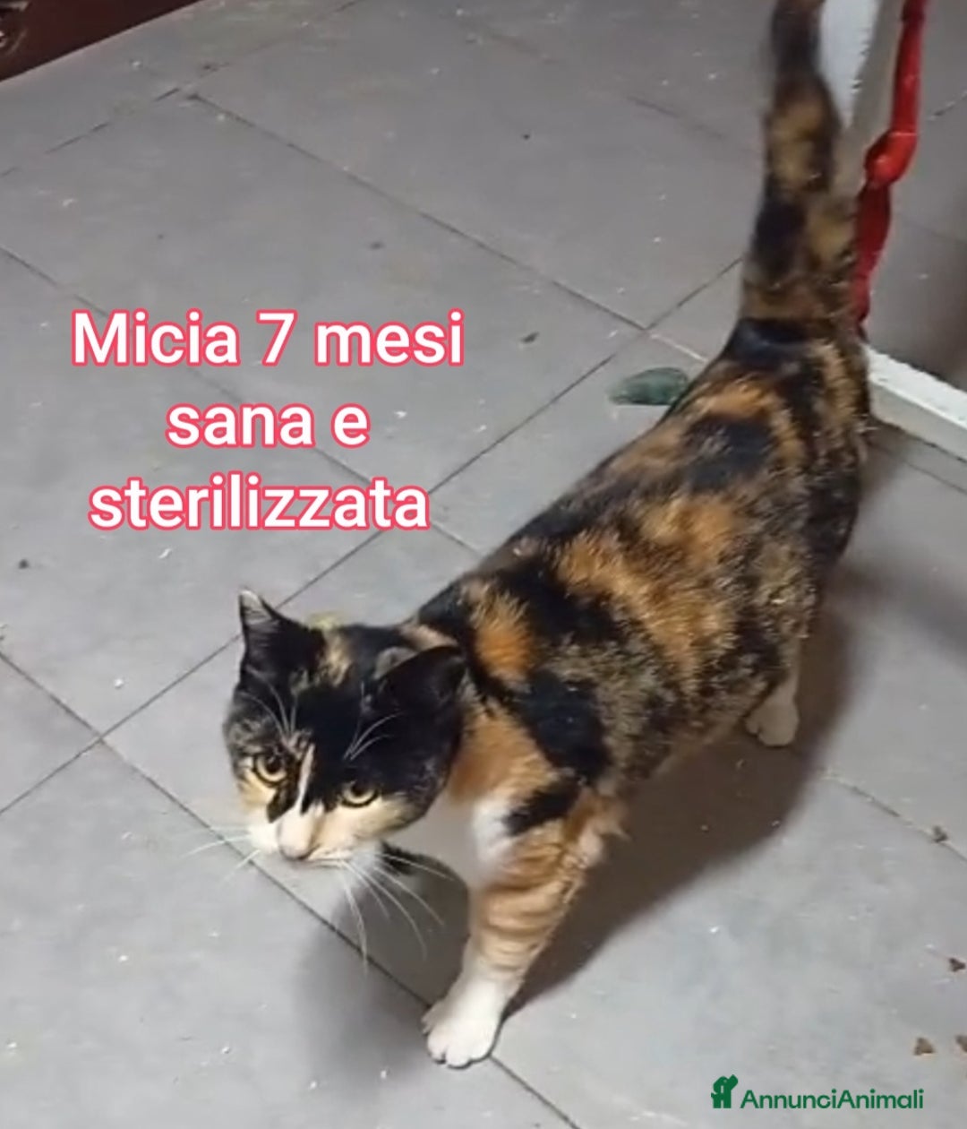 Europeo gatti in regalo: MICINI ABBANDONATI! URGENTE  - Annuncio 14