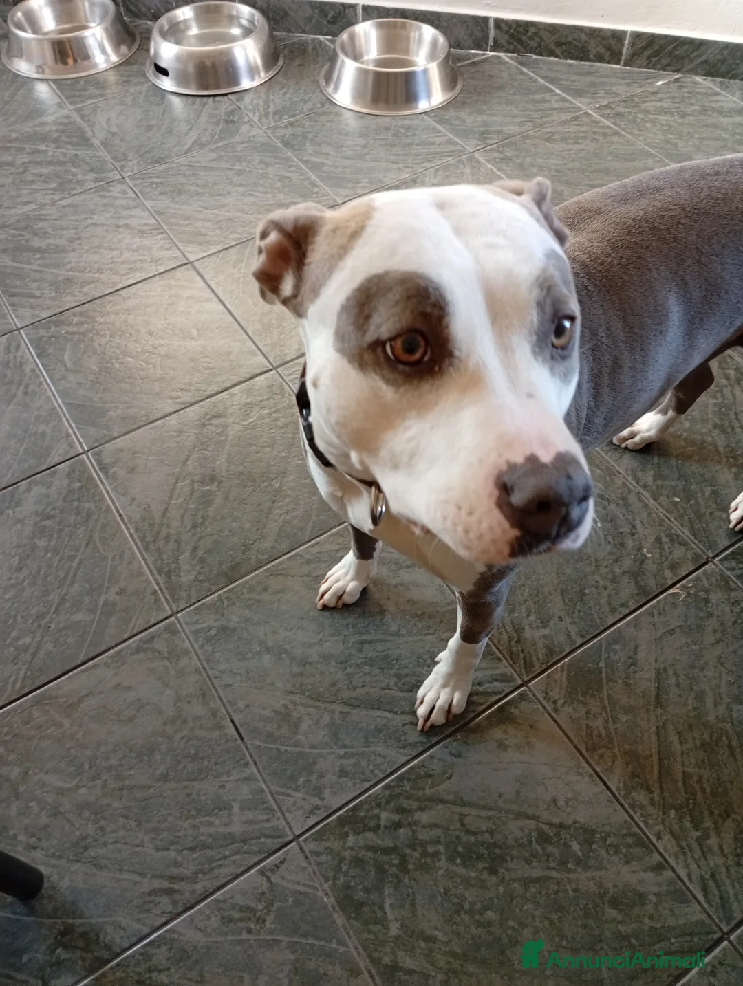 American Staffordshire cani in regalo: Amstaff  - Annuncio 4