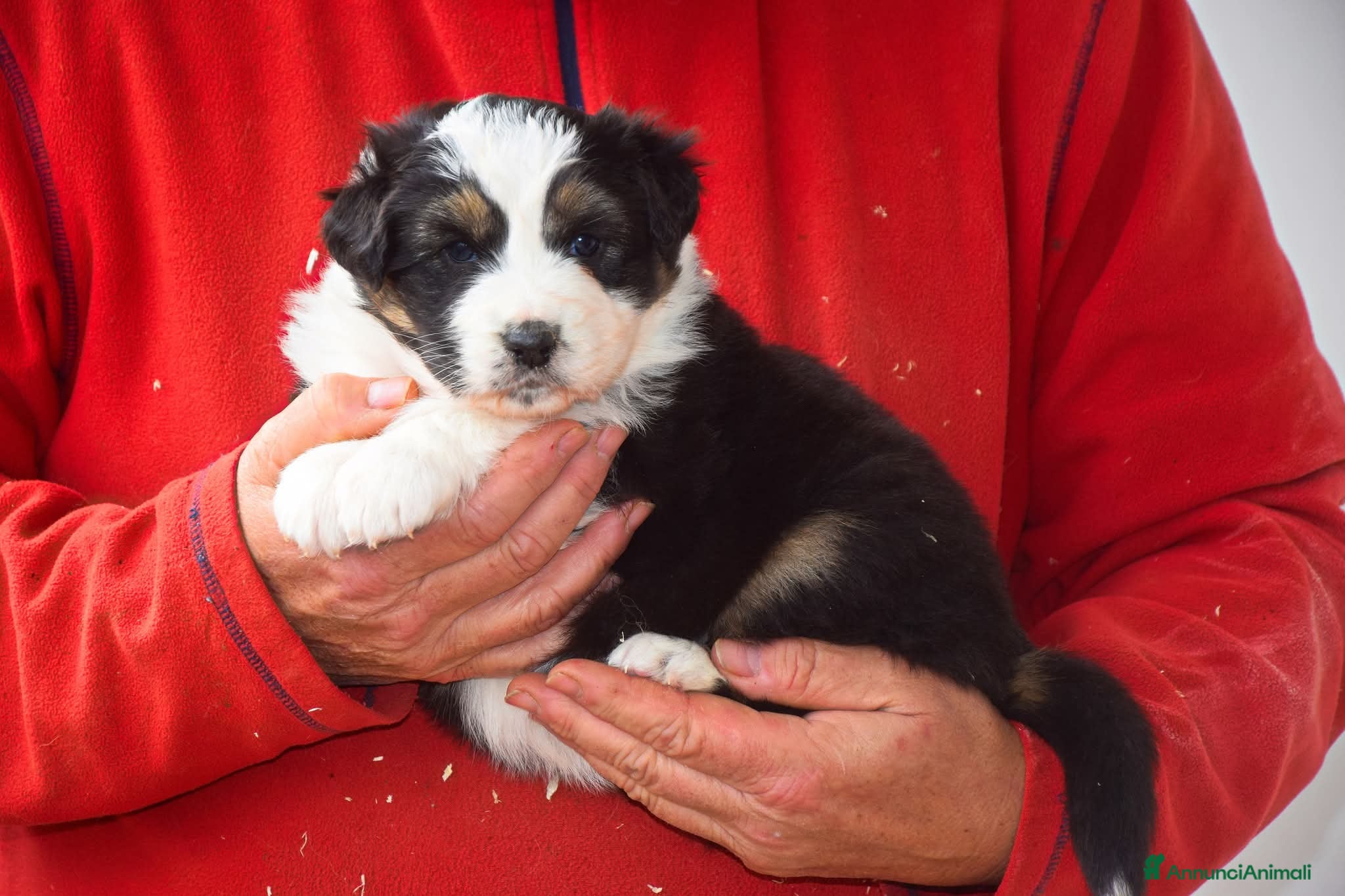 Australian Shepherd cani Cuccioli di pastore australiano  - Annuncio 12