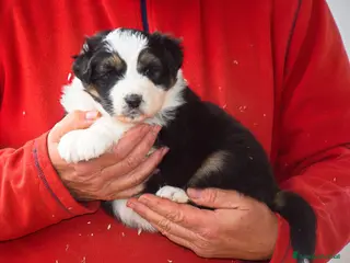 Australian Shepherd cani Cuccioli di pastore australiano - Annuncio 12
