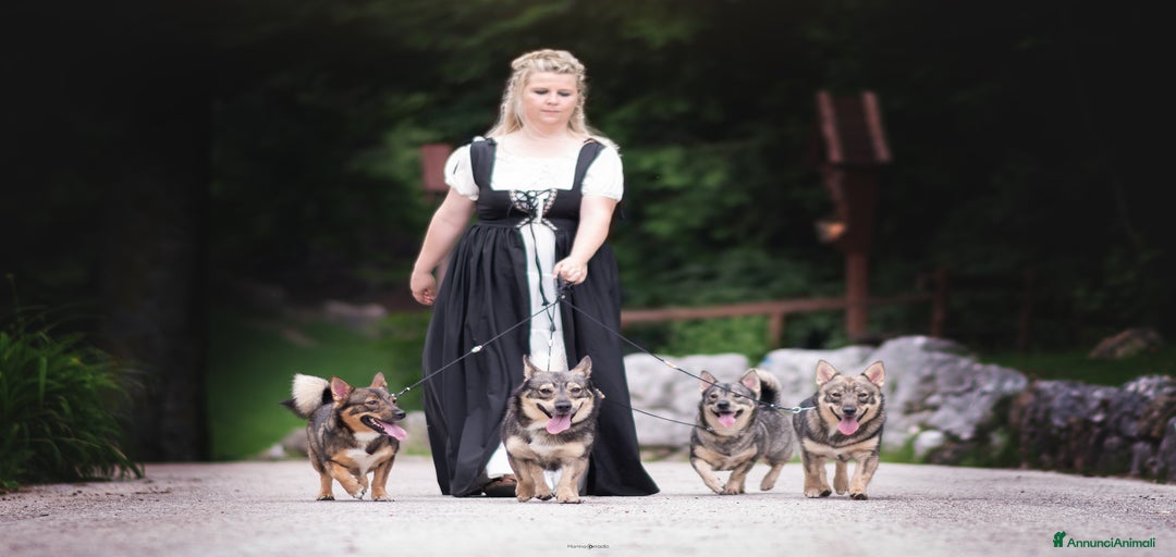 Immagine della galleria {{count}}