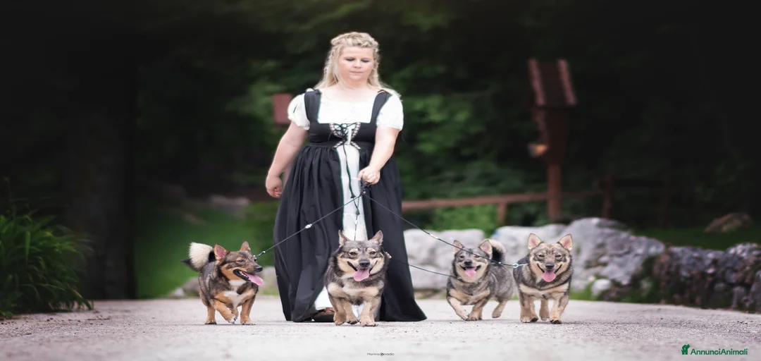 Immagine della galleria {{count}}