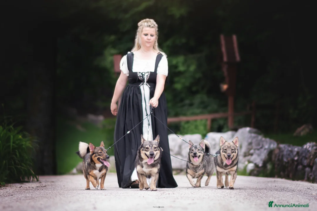 Immagine della galleria {{count}}