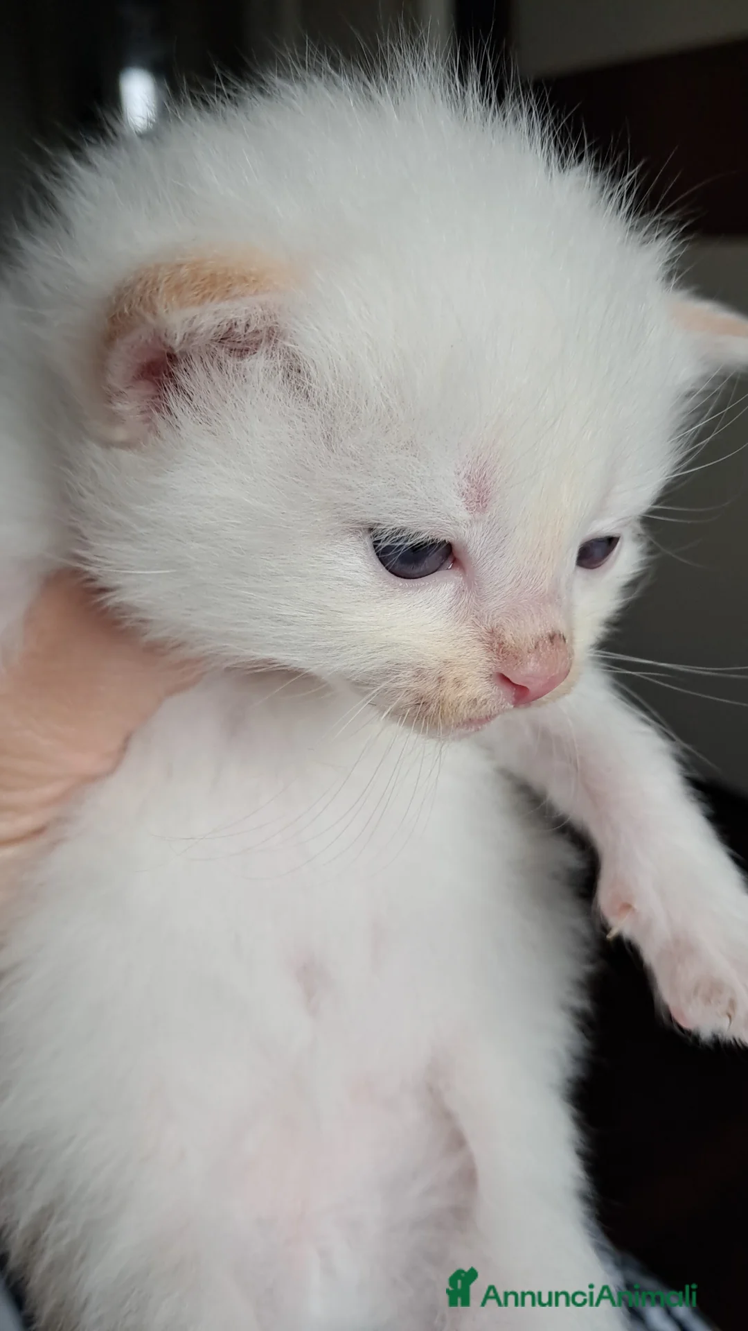 Siberiano gatti in vendita: Cucciolo siberiano neva cream  - Annuncio 5