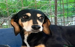 Segugio cani in regalo: Giulia una dolcezza - Annuncio 1