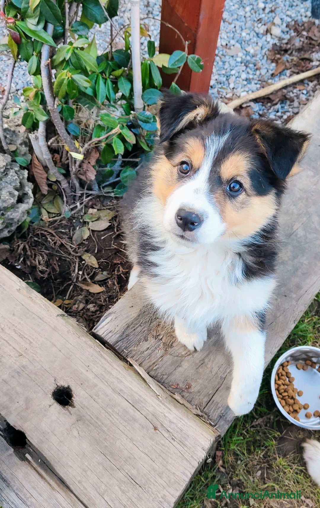 Border Collie cani in vendita: Intelligentissima cucciolotta - Annuncio 5