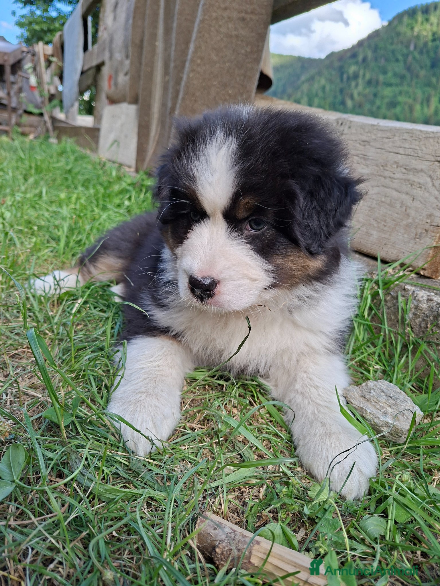 Australian Shepherd cani in vendita: Cucciole blacktricolor nbt - Annuncio 7