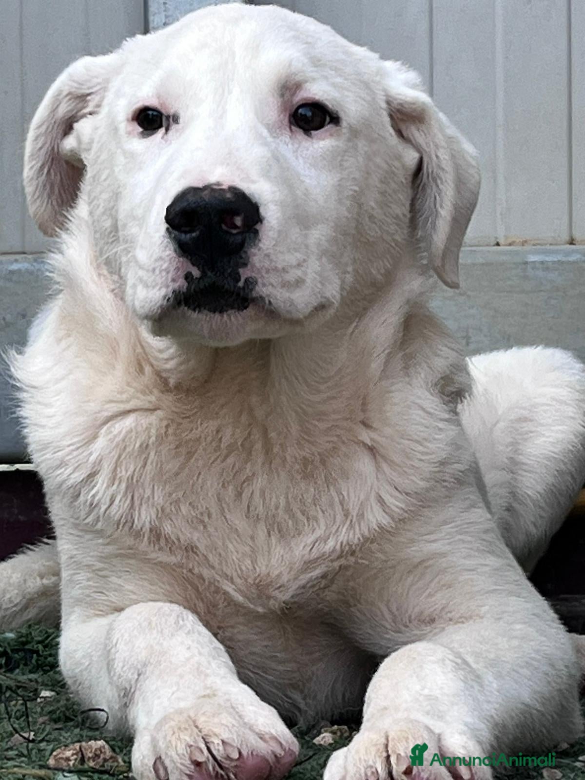 Meticcio cani Cucciolo fifone - Annuncio 27