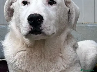 Meticcio cani Cucciolo fifone - Annuncio 27