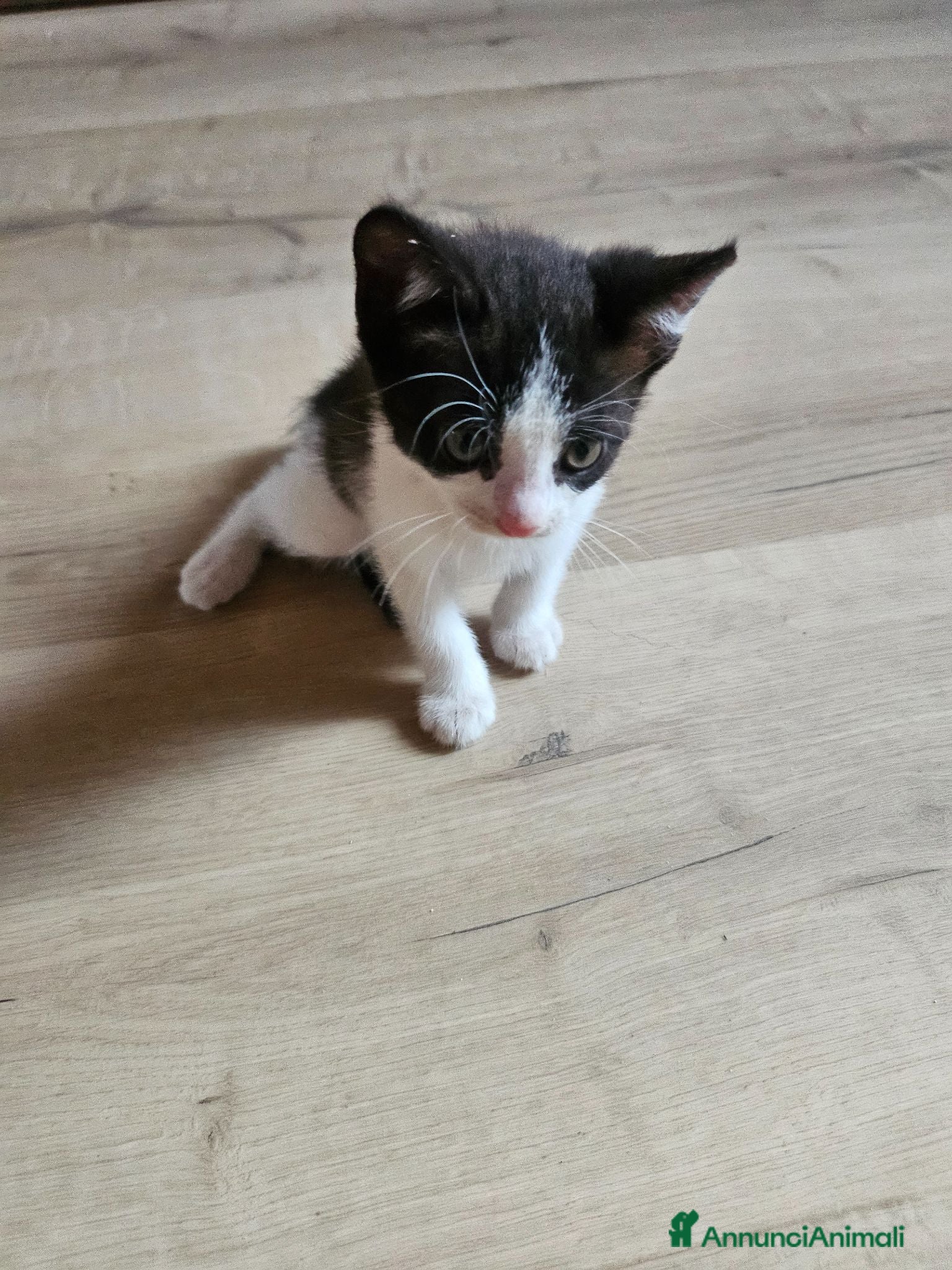 Meticcio gatti Regalo Gattino  - Annuncio 33