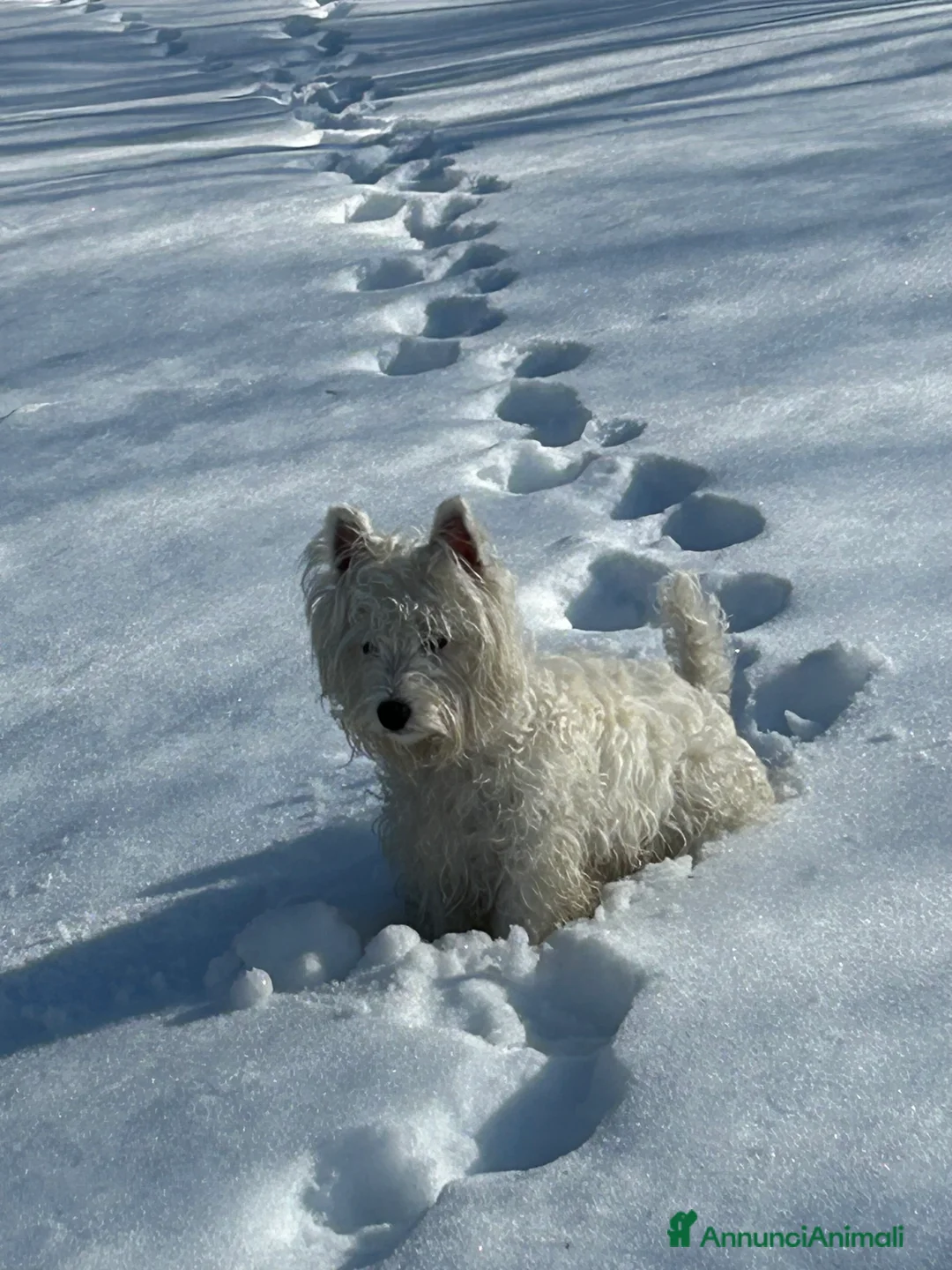 West Highland cani per accoppiamento: Perla cerca compagno per accoppiamento - Annuncio 2