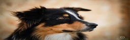 Australian Shepherd cani per accoppiamento: Maschio Australian Shepherd  a Provincia di Lucca - Annuncio 4