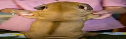 Rhodesian Ridgeback cani in vendita: Wid Gees Litter - Annuncio 23