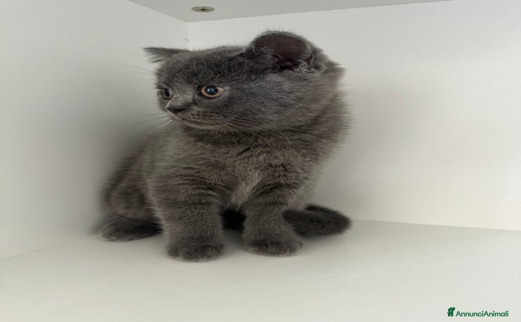 Scottish gatti a Provincia di Verona - Annuncio 19