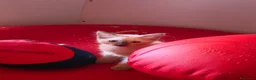 Altre razze gatti in vendita: GATTINI SIAMESI  a Città Metropolitana di Venezia - Annuncio 10