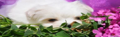 Maltese 2