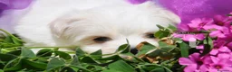 Maltese cani in vendita: Maltese Mini Toy Allevamento Master ENCI - Annuncio 4