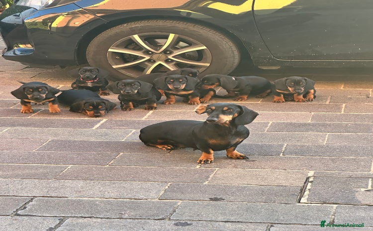 Bassotto cani a Provincia di Parma - Annuncio 2