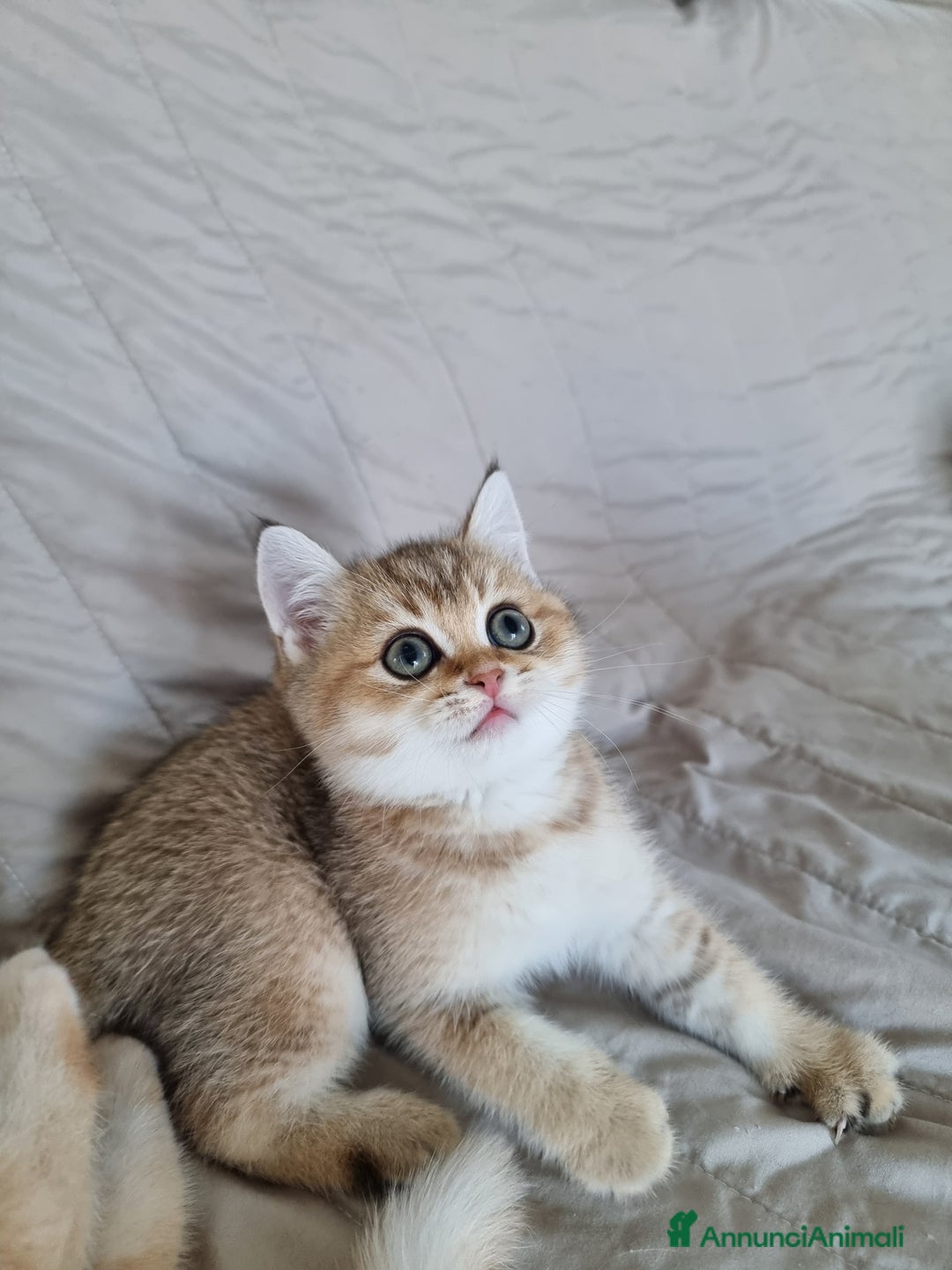 Scottish gatti in vendita: Scottish Straight con Pedigree  - Annuncio 9