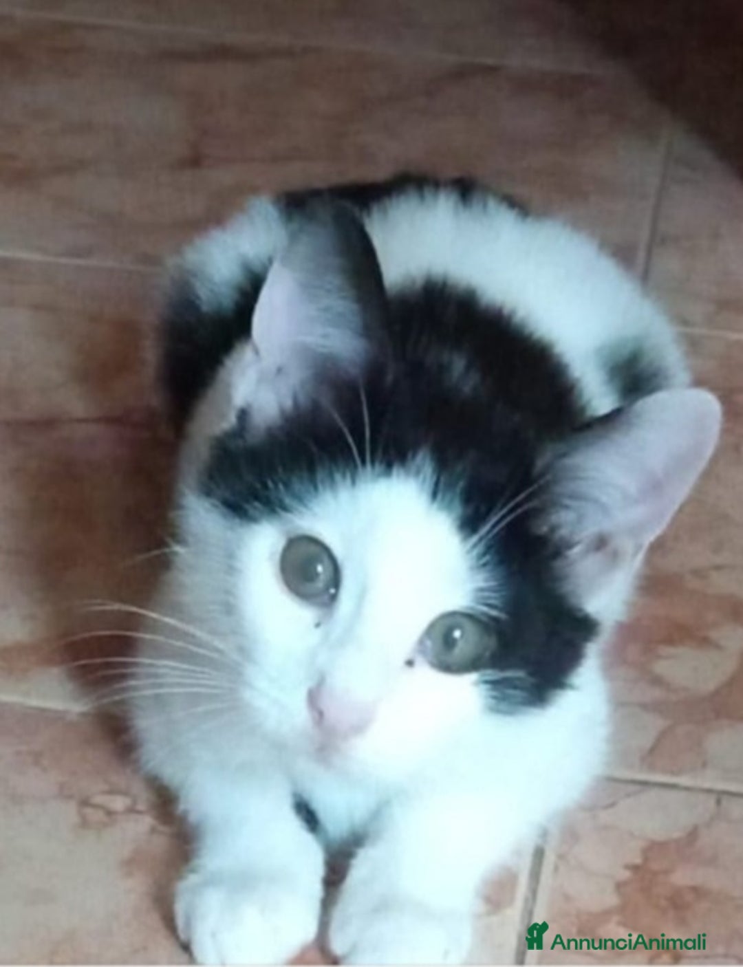 Europeo gatti in regalo: Micino bianco/nero 2mesi e 1/2 CALABRIA - Annuncio 2