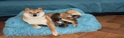 Shiba Inu cani in vendita: VENDITA SHIBA INU  a Provincia di Rieti - Annuncio 1