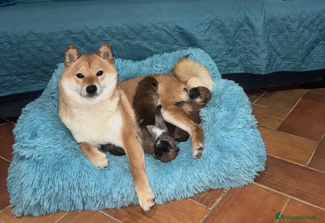 Shiba Inu cani in vendita: VENDITA SHIBA INU  a Provincia di Rieti - Annuncio 1