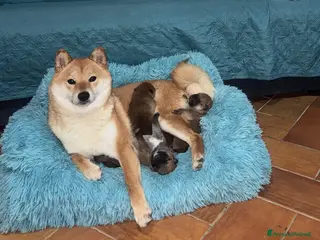 Shiba Inu cani in vendita: VENDITA SHIBA INU - Annuncio 2