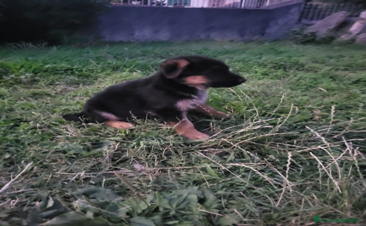 Pastore Tedesco cani a Provincia di Brescia - Annuncio 1