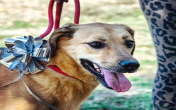 Altre razze cani in regalo: Alessandra a Province of Viterbo - Immagine 2