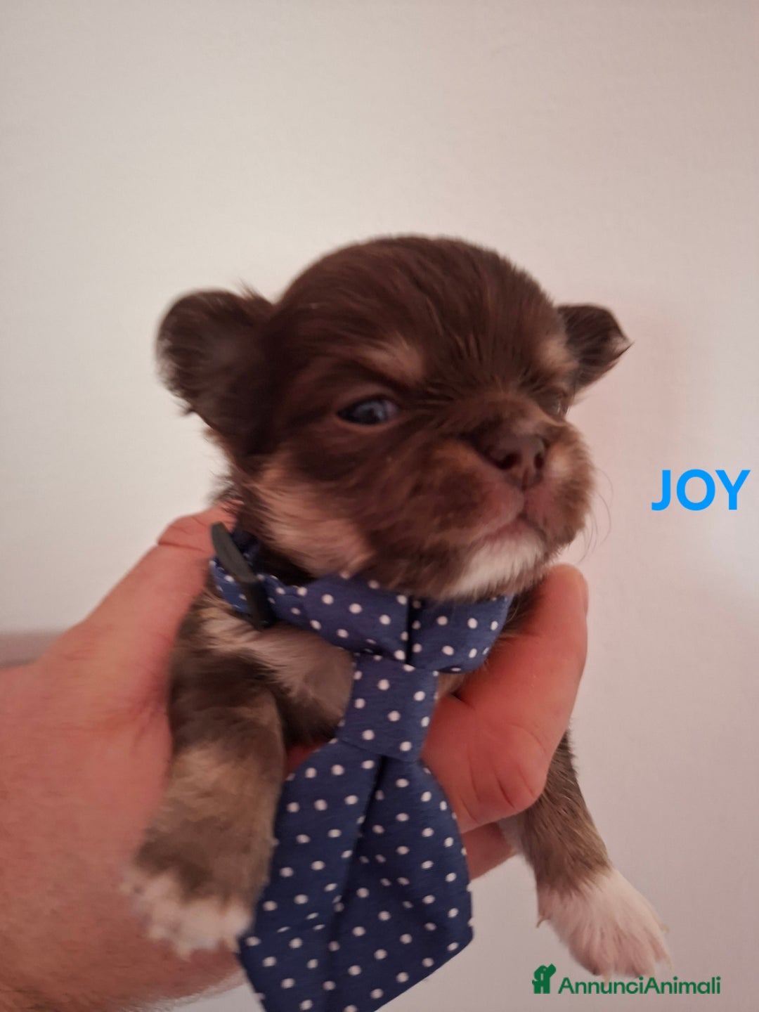 Chihuahua cani in vendita: Chihuahua  - Annuncio 9