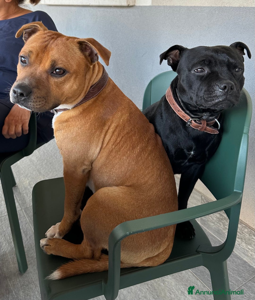 Staffordshire cani in vendita: Staffordshire Bull Terrier (Staffy) - Annuncio 19