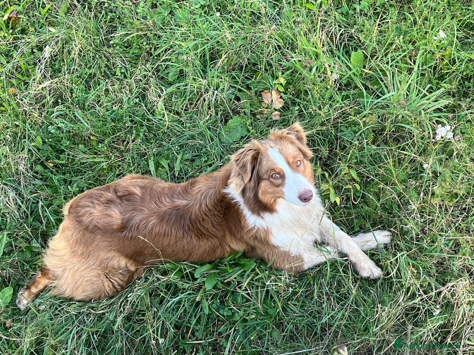 Australian Shepherd cani in vendita: Cucciolo Australian sheperd - Pastore Australiano - Annuncio 1
