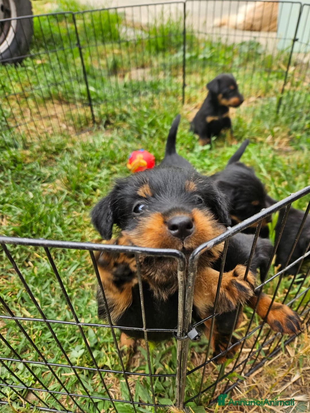 Jagdterrier cani in vendita: Jadgterrier  a Provincia di Pavia - Immagine 1