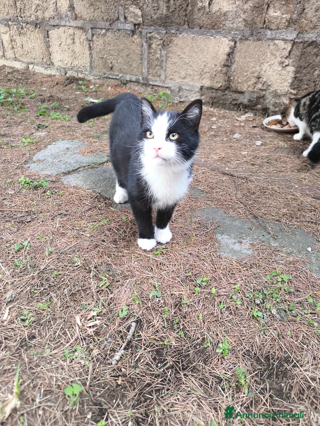 Altre razze gatti in regalo: Cucciolo in adozione  - Annuncio 2