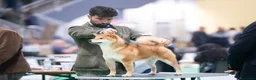 Shiba Inu cani in vendita: Shiba inu - Annuncio 24