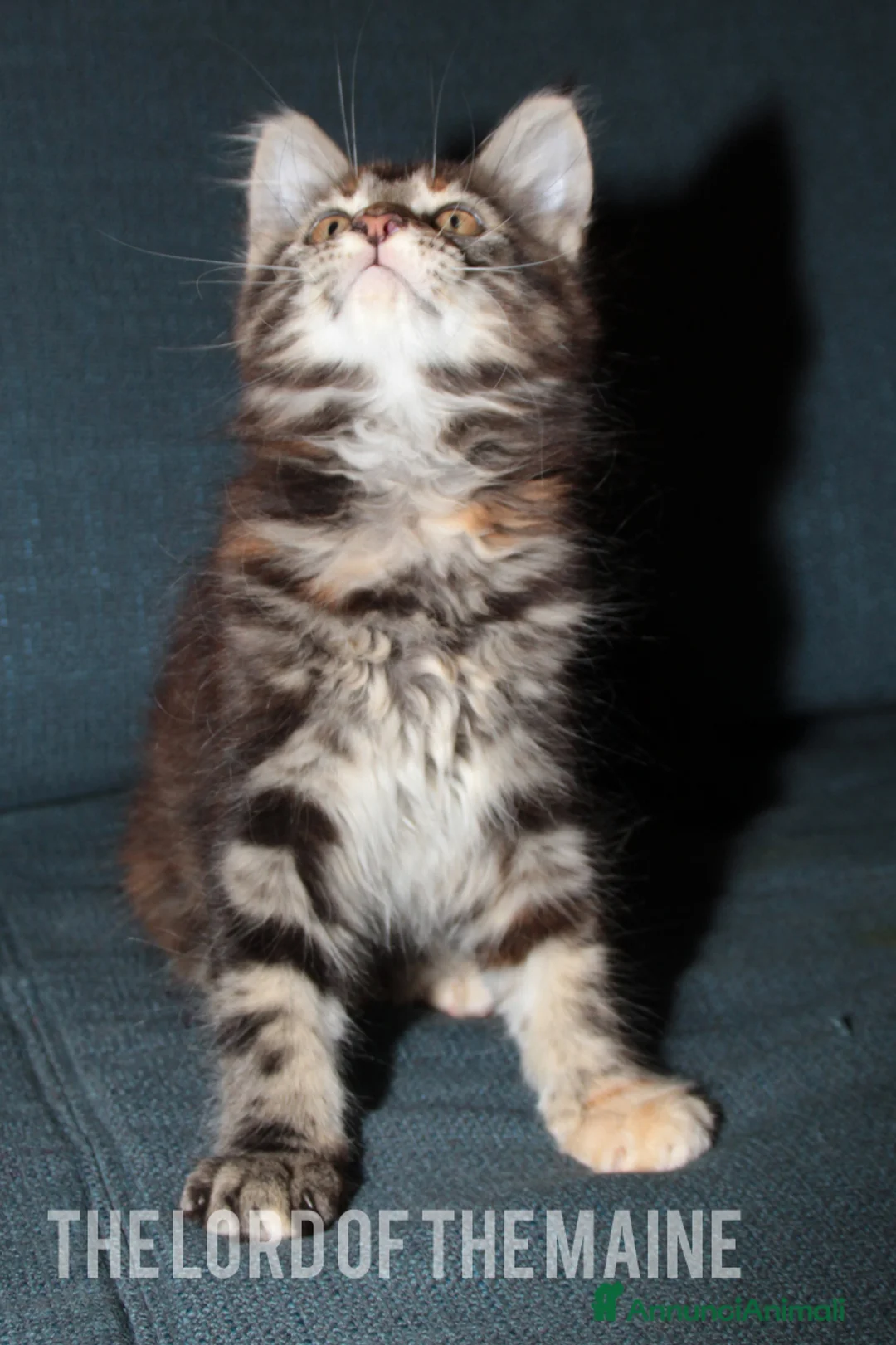 Immagine della galleria {{count}}