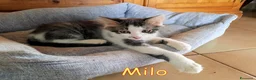 Europeo gatti in regalo: MILO GATTINO DI 4 MESI - Annuncio 5