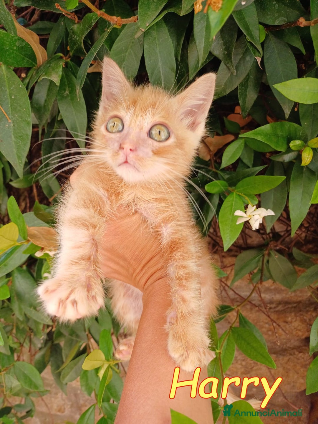 Europeo gatti in regalo:  Harry , un mese e mezzo di pura dolcezza! a Città metropolitana di Roma Capitale - Immagine 1