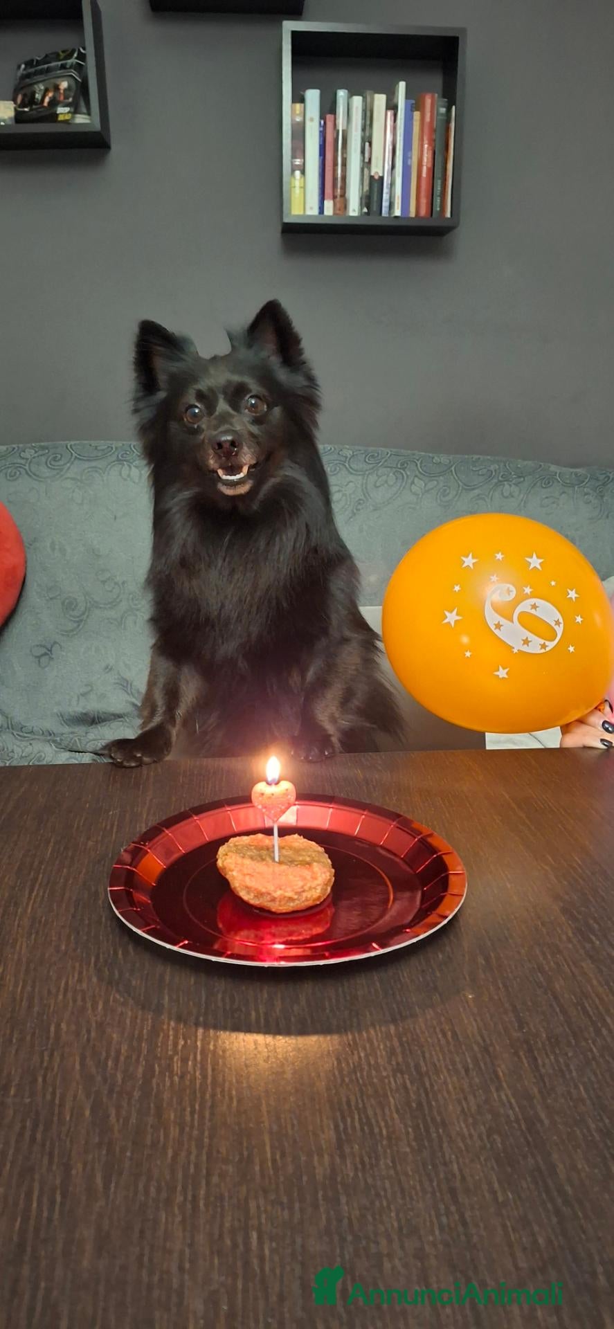 Meticcio cani Cerchiamo fidanzata - Annuncio 4